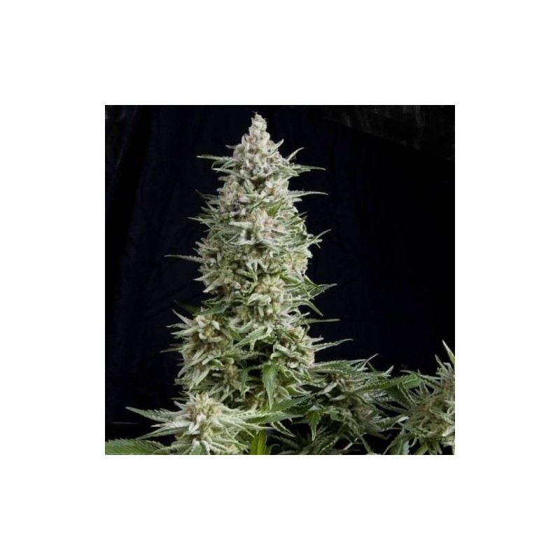 Amnesia Gold X1 Fem Pyrami