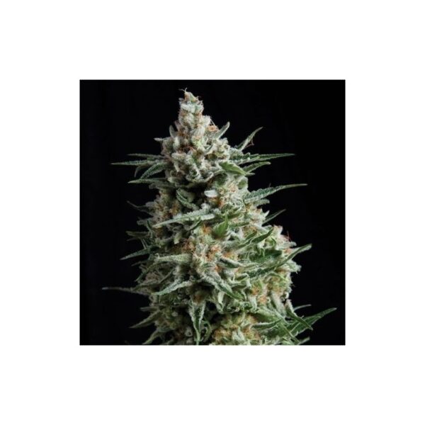 Auto Anesthesia X1 Auto Pyrami