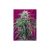 Auto Green Poison X3 Extra 1 Auto Sweet