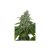 Auto Max X5 Auto Seeds