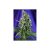 Auto Sweet Trainwreck X3 Extra 1 Auto Sweet