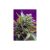 Black Jack Auto X3 Extra 1 Auto Sweet