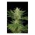 Dinafem Critical Jack Auto X1