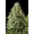 Dinafem Dinamex Auto X3