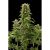 Dinafem Haze 2.0 Auto X3