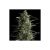 Galaxy X3 Extra 1 Fem Pyrami
