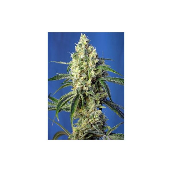 Green Poison X3 Extra 1 Fem Sweet