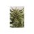 Loast Coast Skunk Autox3 Auto Humbol