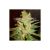 Northern Light X Big Bud Auto X3 Auto World