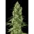 Santa Sativa X3 Fem Dinafe