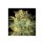 Sugar Mango X3 Auto World