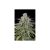 Uk Cheese Auto X3 Auto Humbol