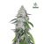West Coast O.G.X1 Auto Fast B