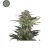 Red Dwarf Buddha Seeds