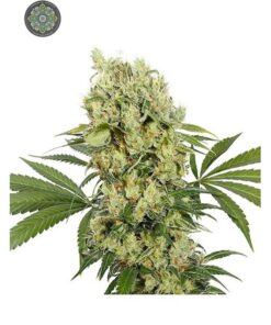 Medikit Cbd Fem X 3+1 Buddha Seeds