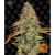 Zkittlez Og Auto (X1) Barneys