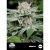 Gorilla Fem (X1) Dinafem
