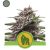 Royal Gorilla Auto (X1) – Royal Queen Seeds