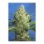 Jack 47 Xl Auto X3 Extra 1 Auto Sweet