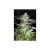Black Jack Fast Version X3 Extra 1 Fem Sweet