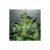 Critical Jack Herer X1 Fem Delici