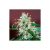 Critical Neville Haze Auto X1 Auto Delici
