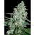 Wonder Skunk 5 Fem Seeds