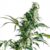 Mexican Sativa X3 – Sensi Seeds