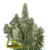 Big Bud Auto X3 Seed Stocker