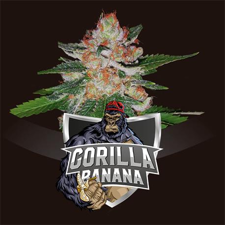 Gorilla Banana X2 Fem BSF