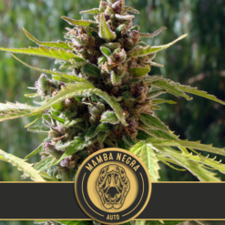 Mamba Negra X3 Fem Blimburn
