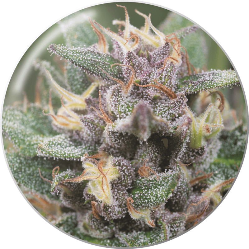 Blue Hell X3 Auto Medical Seeds