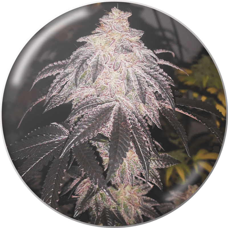 Cookies Sherbet X3 Auto Medical Seeds