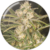 No Name Auto X3 Medical Seeds