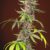 Red Mandarine Fast Version F1 Fem X3+1 Sweet Seeds